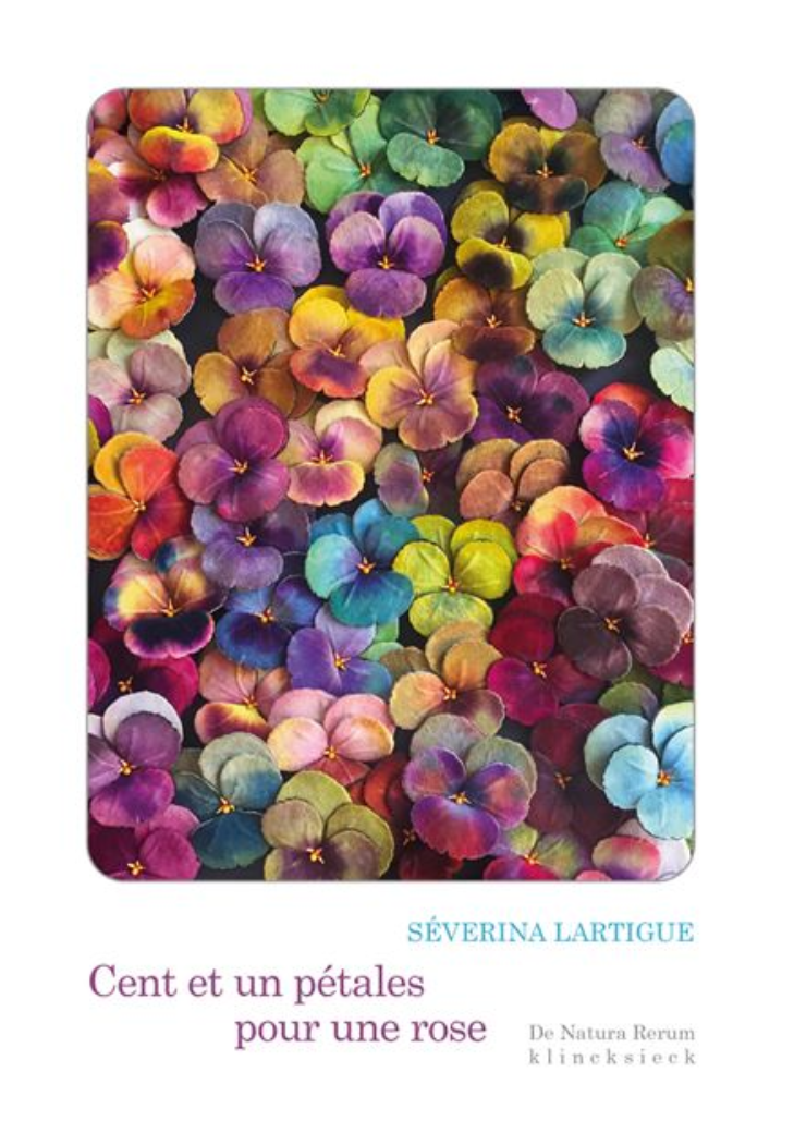 Cent et un pétales pour une rose